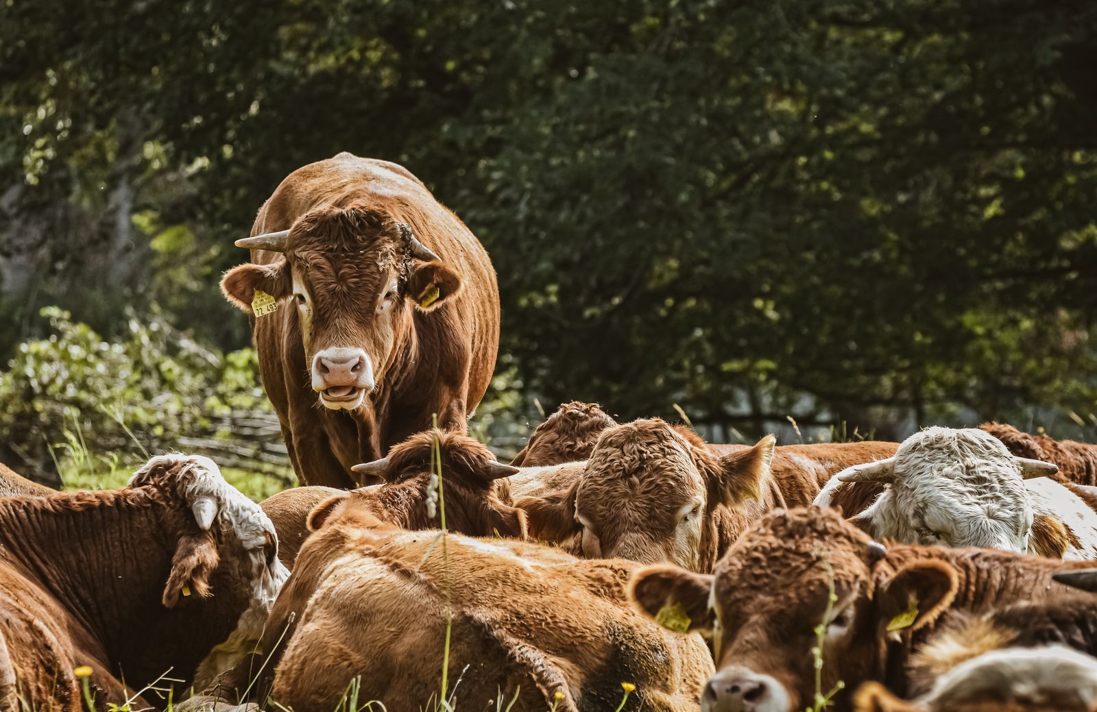 Cattle gathered in a pasture